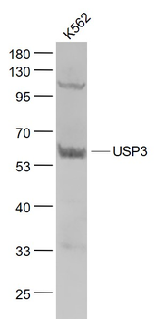 USP3 Rabbit Polyclonal Antibody