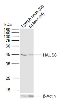 HAUS8 Rabbit Polyclonal Antibody