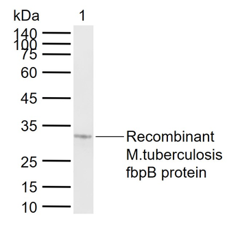 FbpB Rabbit Polyclonal Antibody