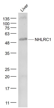 NHLRC1 Rabbit Polyclonal Antibody