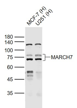 MARCH7 Rabbit Polyclonal Antibody