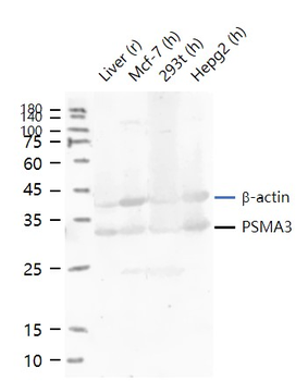 Proteasome 20S alpha 3 Rabbit Polyclonal Antibody
