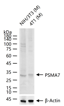 PSMA7 Rabbit Polyclonal Antibody