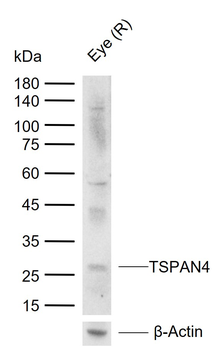 TSPAN4 Rabbit Polyclonal Antibody