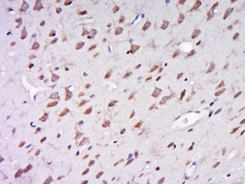 AER61 Rabbit Polyclonal Antibody
