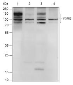 FGFR3 Recombinant Rabbit Monoclonal Antibody