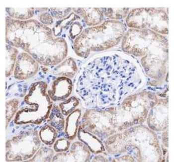 COX4I1 Recombinant Rabbit Monoclonal Antibody