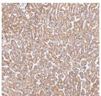 COX4I1 Recombinant Rabbit Monoclonal Antibody