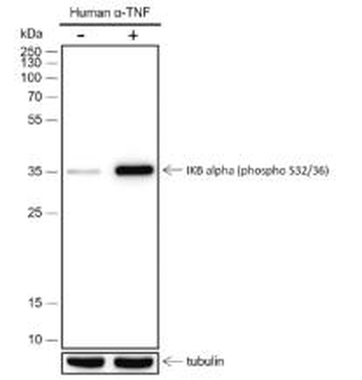 Phospho-IKB Alpha (Ser32 / Ser36) Recombinant Rabbit Monoclonal Antibody