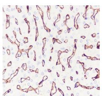 CD32 Recombinant Rabbit Monoclonal Antibody