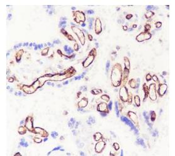 CD32 Recombinant Rabbit Monoclonal Antibody