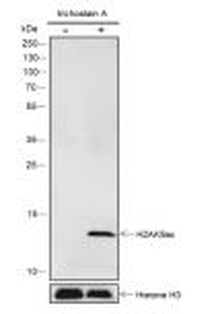 Histone H2A (Acetyl-Lys9) Recombinant Rabbit Monoclonal Antibody