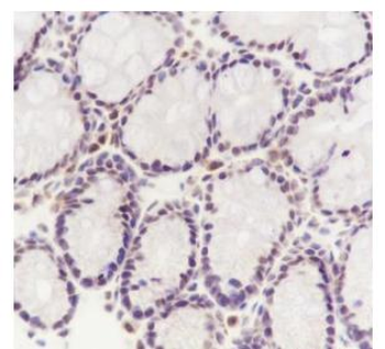 SF3B3 Recombinant Rabbit Monoclonal Antibody