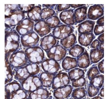 Cdc42 Recombinant Rabbit Monoclonal Antibody