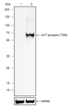 Phospho-AKT (Thr308) Recombinant Rabbit Monoclonal Antibody