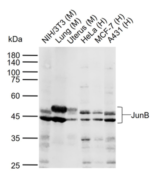JunB Recombinant Rabbit Monoclonal Antibody