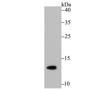 Histone H4 (acetyl K16) Recombinant Rabbit Monoclonal Antibody