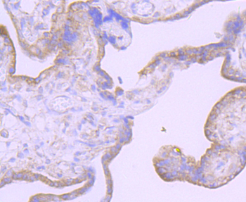 Furin Recombinant Rabbit Monoclonal Antibody