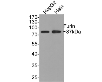 Furin Recombinant Rabbit Monoclonal Antibody