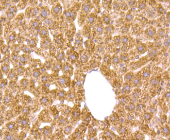 Growth hormone receptor Recombinant Rabbit Monoclonal Antibody
