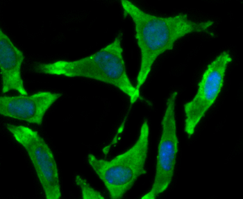 BMAL1 Recombinant Rabbit Monoclonal Antibody