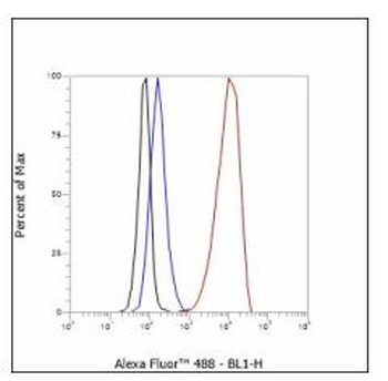 ADRB2 Recombinant Rabbit Monoclonal Antibody