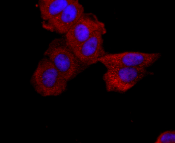 ABCG2 Recombinant Rabbit Monoclonal Antibody
