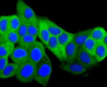 Hsp27 Recombinant Rabbit Monoclonal Antibody