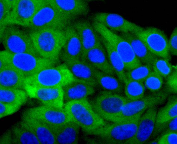 Hsp27 Recombinant Rabbit Monoclonal Antibody