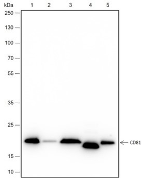 TAPA1/CD81 Recombinant Rabbit Monoclonal Antibody