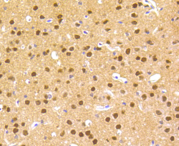 HES1 Recombinant Rabbit Monoclonal Antibody