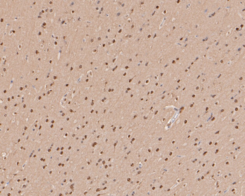 HES1 Recombinant Rabbit Monoclonal Antibody