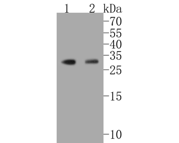 HES1 Recombinant Rabbit Monoclonal Antibody