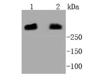 DNA PKcs Recombinant Rabbit Monoclonal Antibody