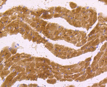 NNOS Recombinant Rabbit Monoclonal Antibody