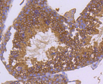 Hsp90 alpha Recombinant Rabbit Monoclonal Antibody