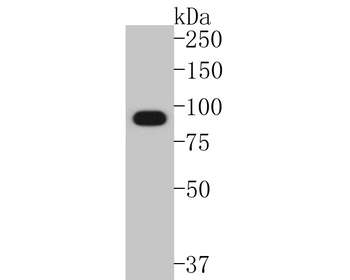 Hsp90 alpha Recombinant Rabbit Monoclonal Antibody