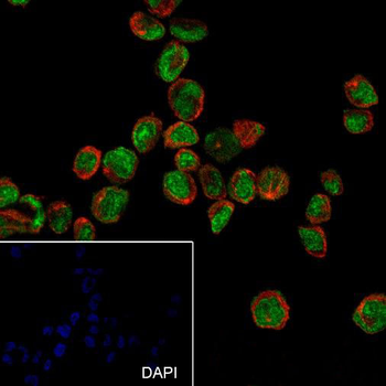 ERG Recombinant Rabbit Monoclonal Antibody
