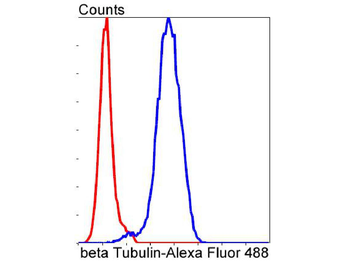 Beta Tubulin Recombinant Rabbit Monoclonal Antibody