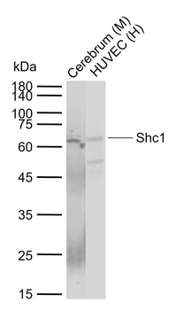 Shc1 Mouse Monoclonal Antibody