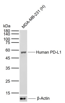 Human PD-L1 antibody
