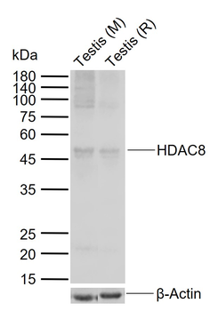 HDAC8 Rabbit Polyclonal Antibody