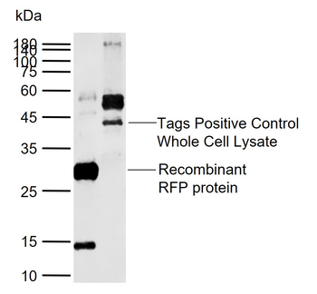 RFP Rabbit Polyclonal Antibody