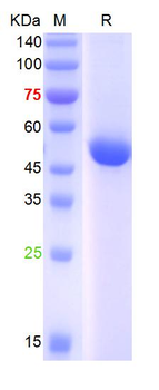 GABRG2 Antibody Blocking Peptide