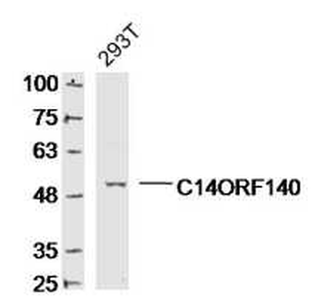 C14ORF140 Rabbit Polyclonal Antibody