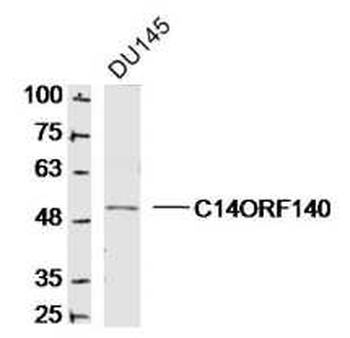 C14ORF140 Rabbit Polyclonal Antibody