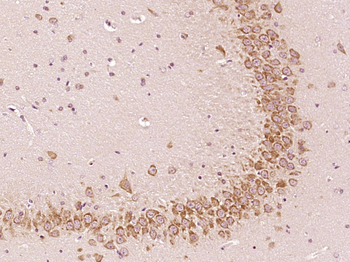C14orf174 Rabbit Polyclonal Antibody