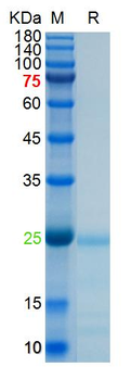 Recombinant chicken MIER3L protein, N-His