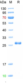 Recombinant Chinese Sturgeon DAZL protein, C-His
