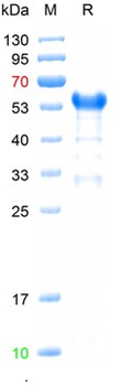 Recombinant HPV16 E7 protein, DsbC & His